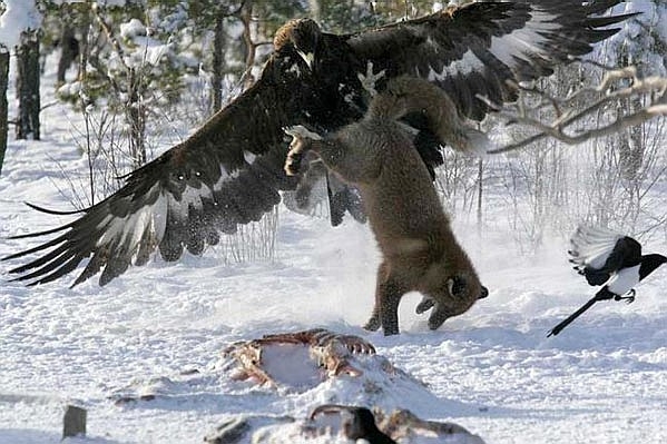 鹰捉狐狸.jpg