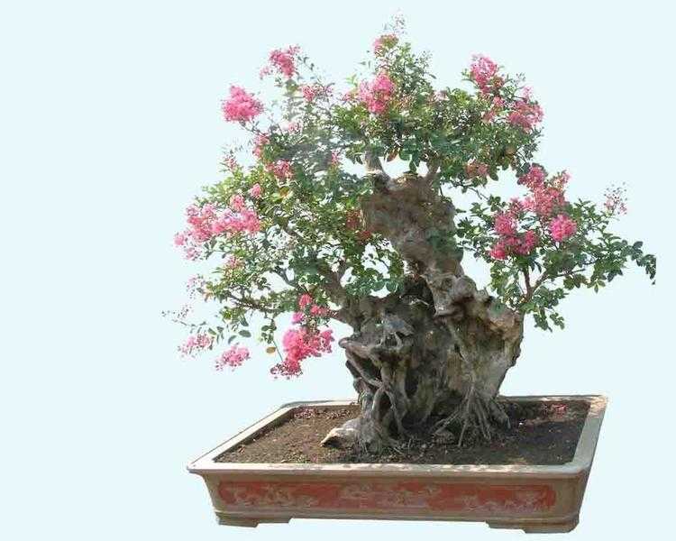 紫薇盆景.jpg