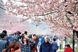赏 樱茶二人花和影.jpg