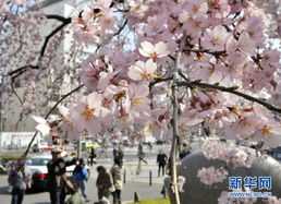 赏 樱花人花和影三.jpg