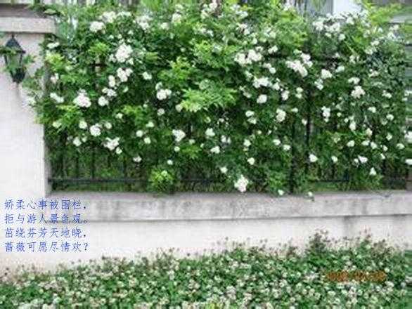 白蔷薇.jpg
