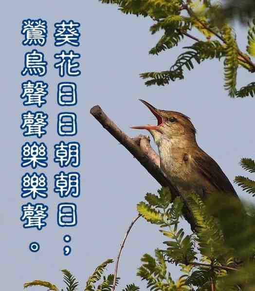 鶯.jpg