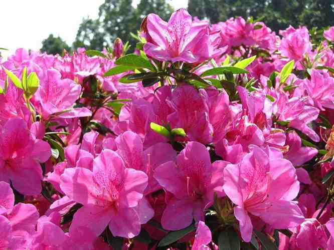 杜鹃花01.jpg