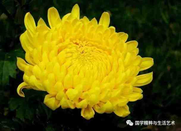菊花开1.jpg