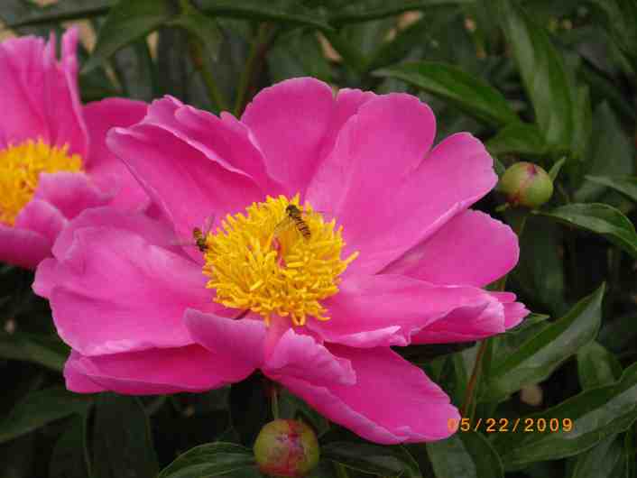生來本性好花心，無人厭惡.jpg