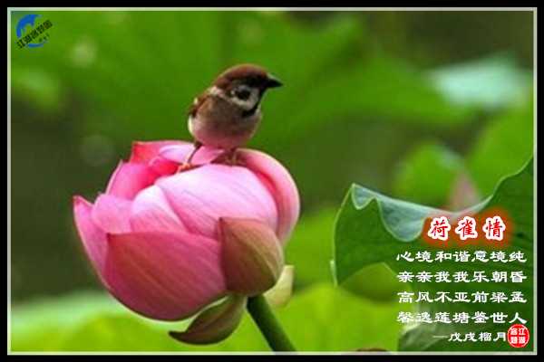 1205荷雀亲.jpg