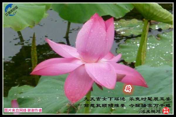 1204荷儿.jpg