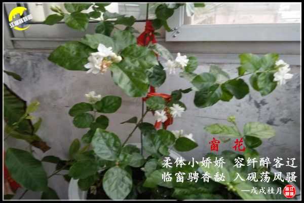 1279窗花.jpg