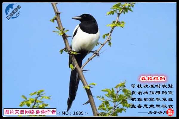 1689春枝雅韵.jpg