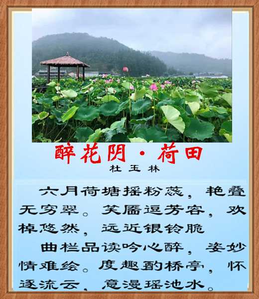 478破阵子荷田.jpg