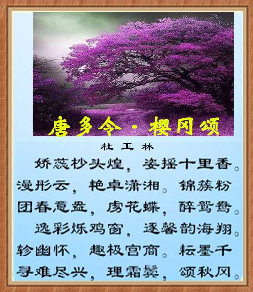 499樱花情.jpg