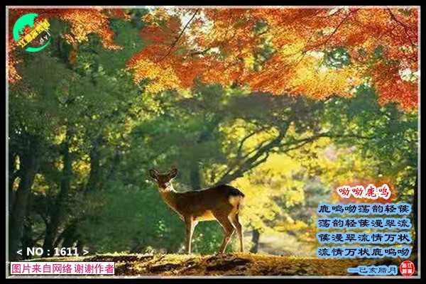 1611幽林.jpg