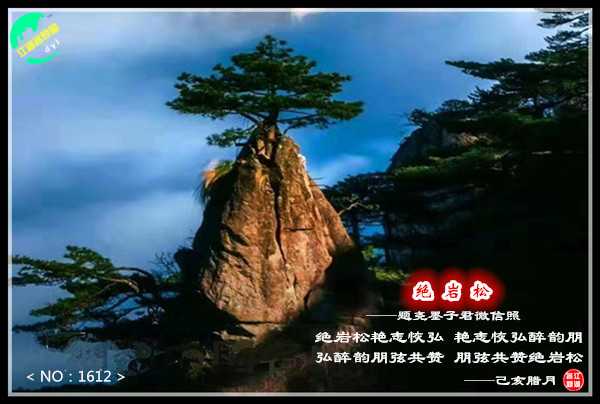 1612绝岩松.jpg