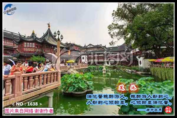1638莲池.jpg