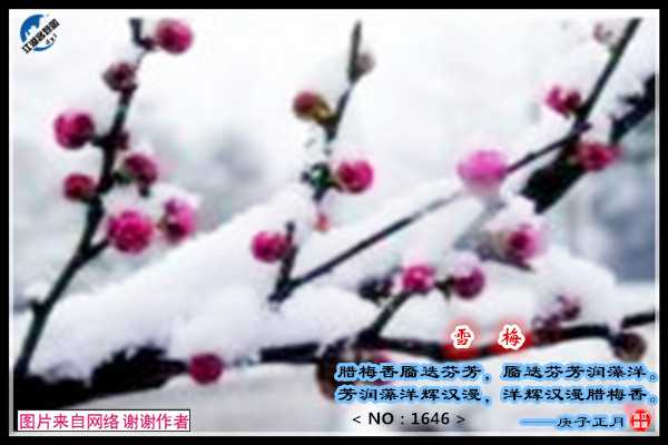 1646雪梅.jpg