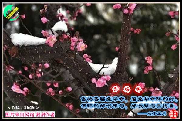 1645雪梅香.jpg