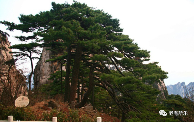 长青树.png