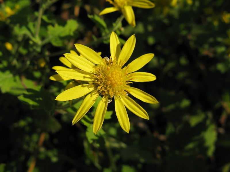 800px-Chrysanthemum_indicum2.jpg