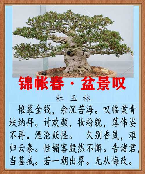 1429锦帐春盆景叹.jpg