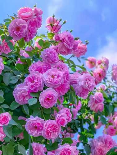 u_1274309127_3020049256&fm_253&app_138&f_JPEG.jpeg